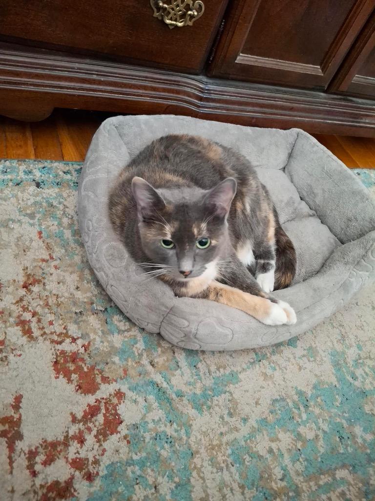 Enlarge Sparkle, a Adoptable mixed breed in New York, NY image 2/5