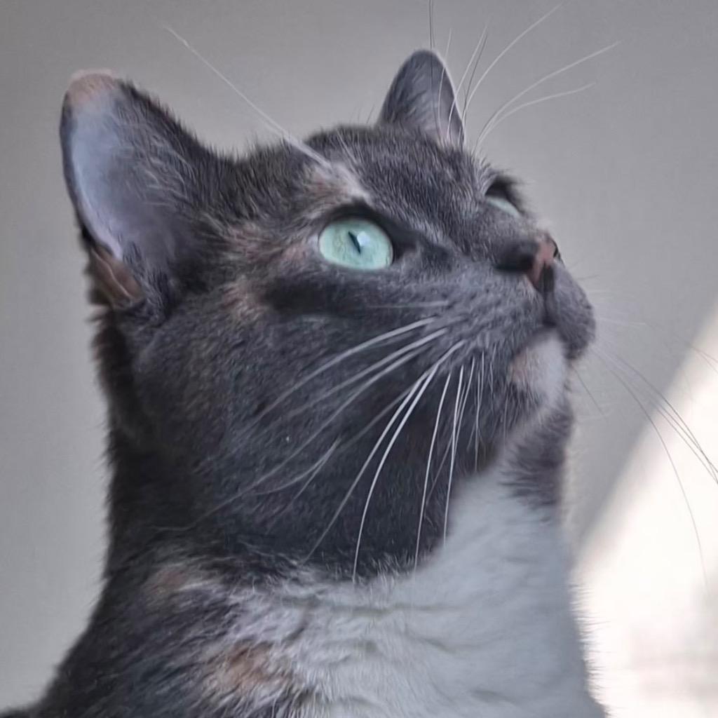 Enlarge Sparkle, a Adoptable mixed breed in New York, NY image 4/5