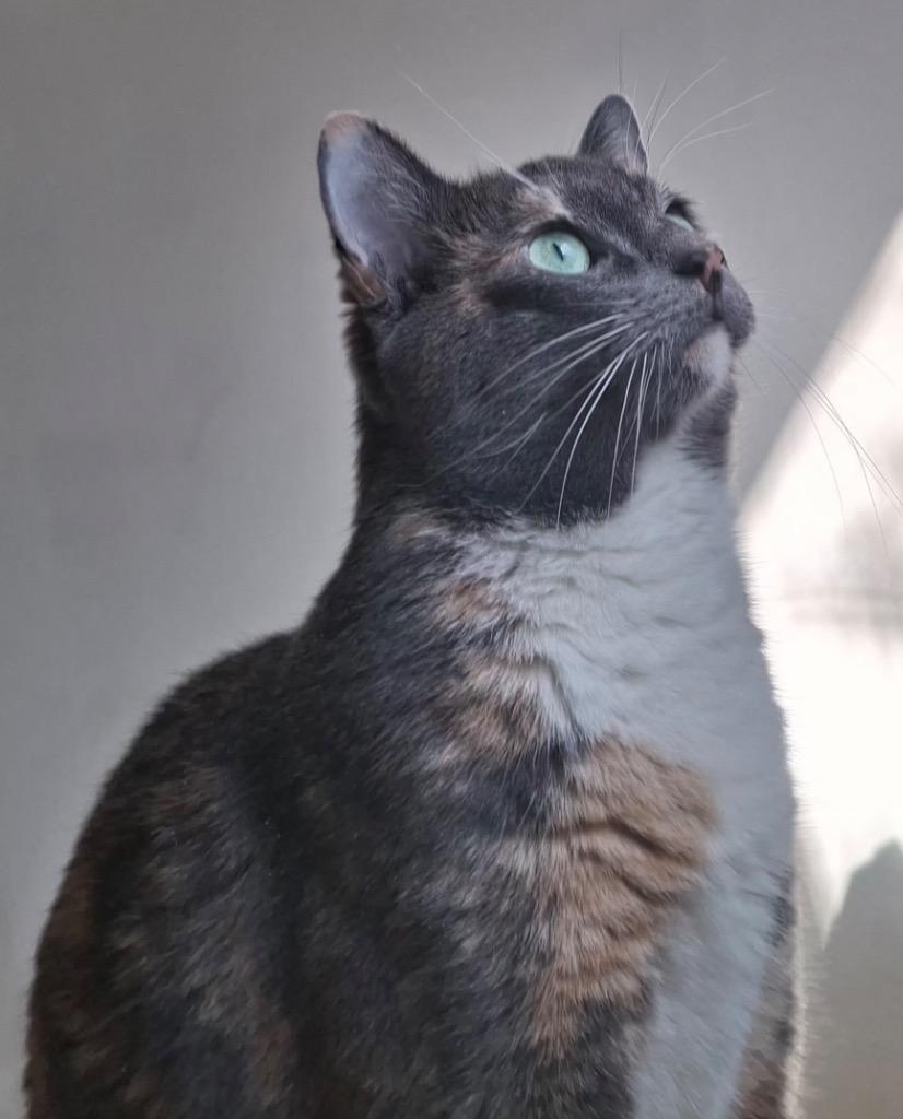 Enlarge Sparkle, a Adoptable mixed breed in New York, NY image 5/5