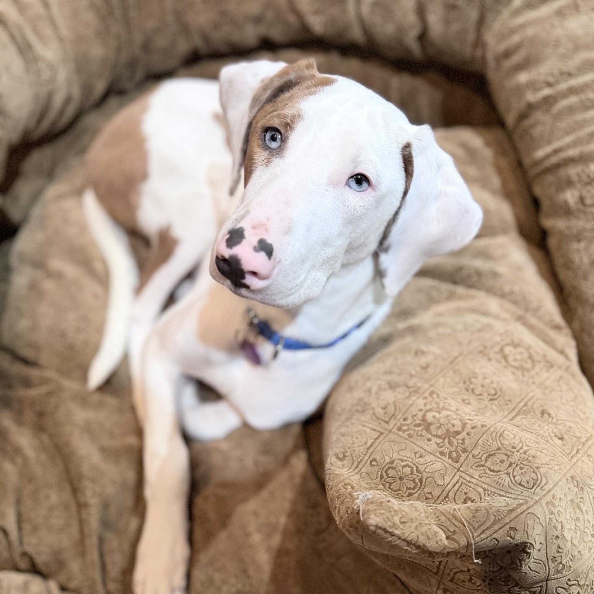 Ronald , a ADOPTABLE Mixed Breed in Cooperstown, NY image 1/6