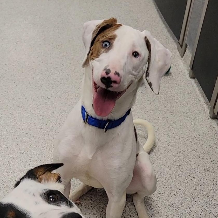 Ronald , ADOPTABLE, Young Male Mixed Breed.