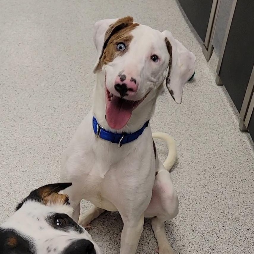 Ronald , a ADOPTABLE Mixed Breed in Cooperstown, NY image 2/6