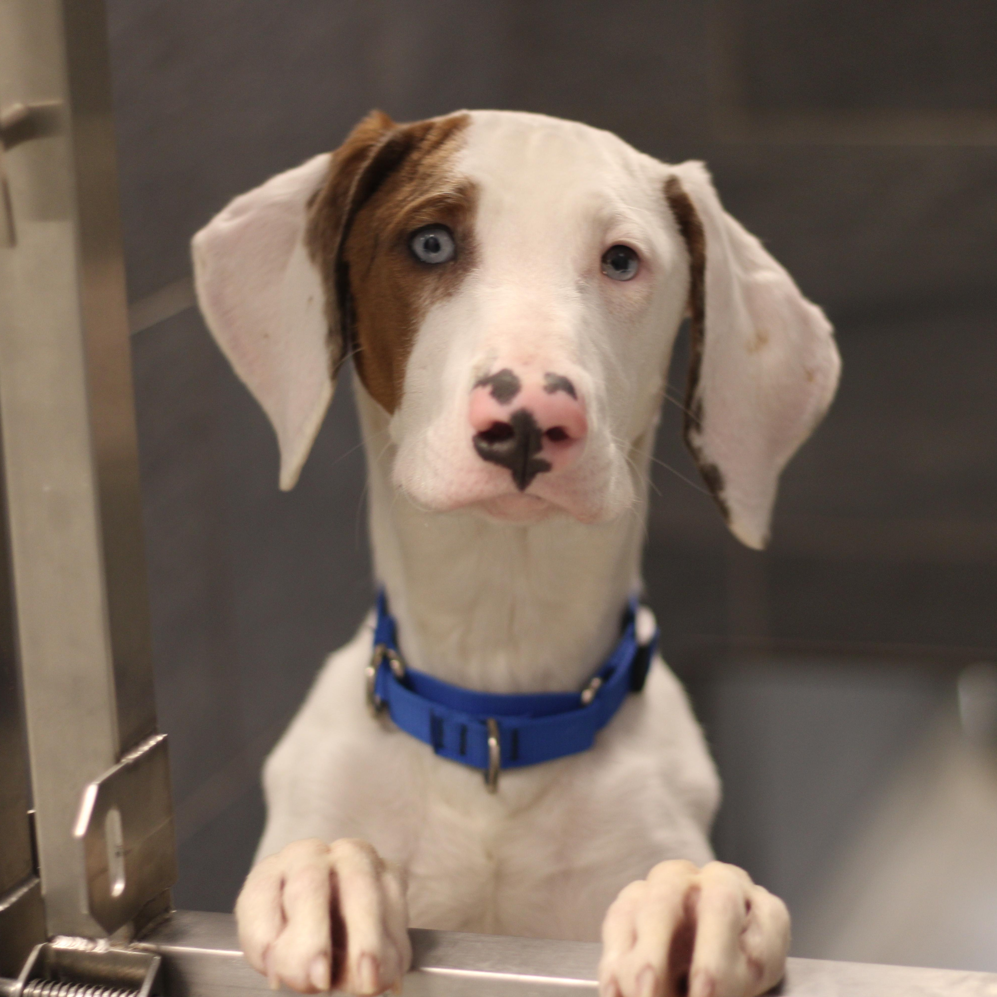 Enlarge Ronald , a ADOPTABLE Mixed Breed in Cooperstown, NY image 4/6