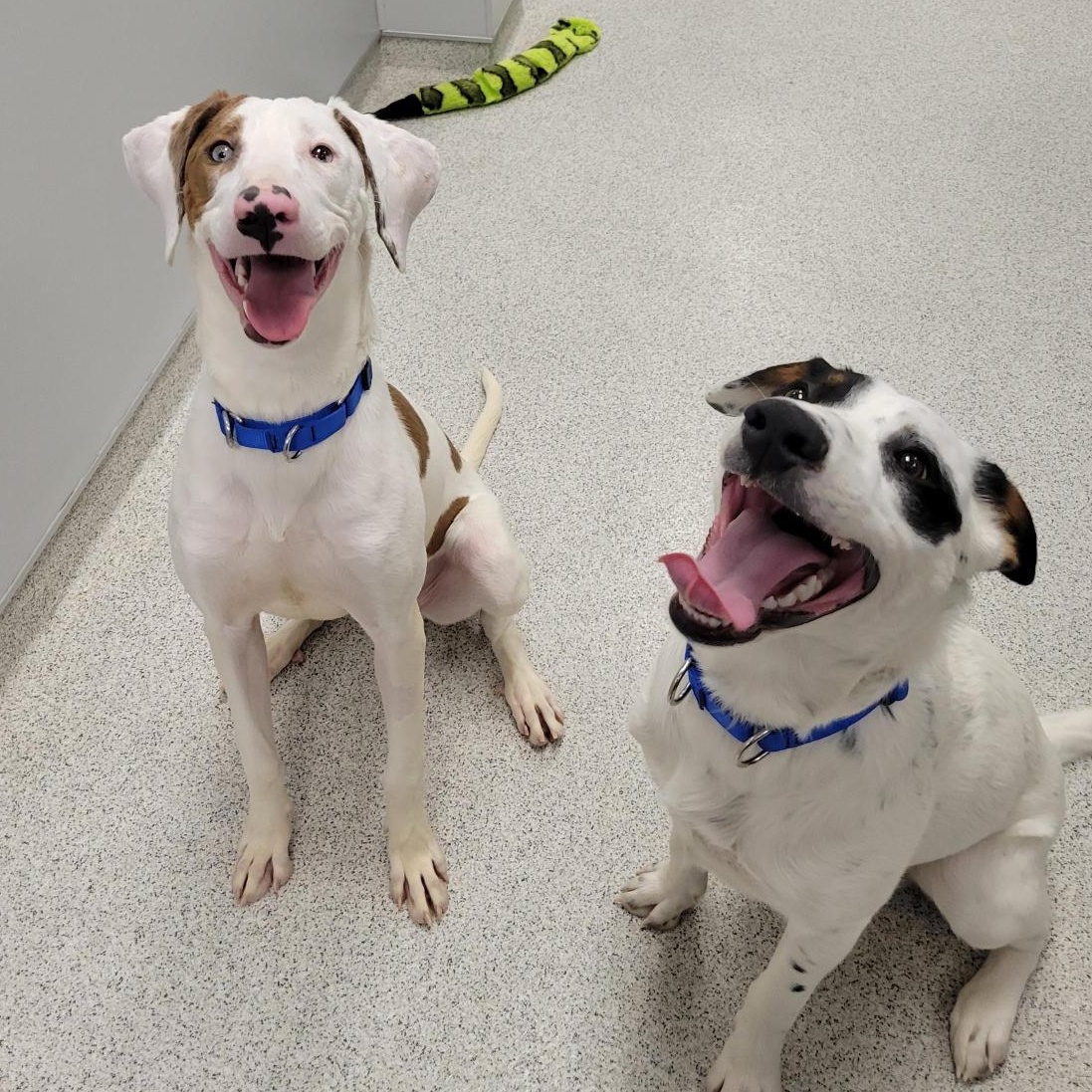 Enlarge Ronald , a ADOPTABLE Mixed Breed in Cooperstown, NY image 6/6