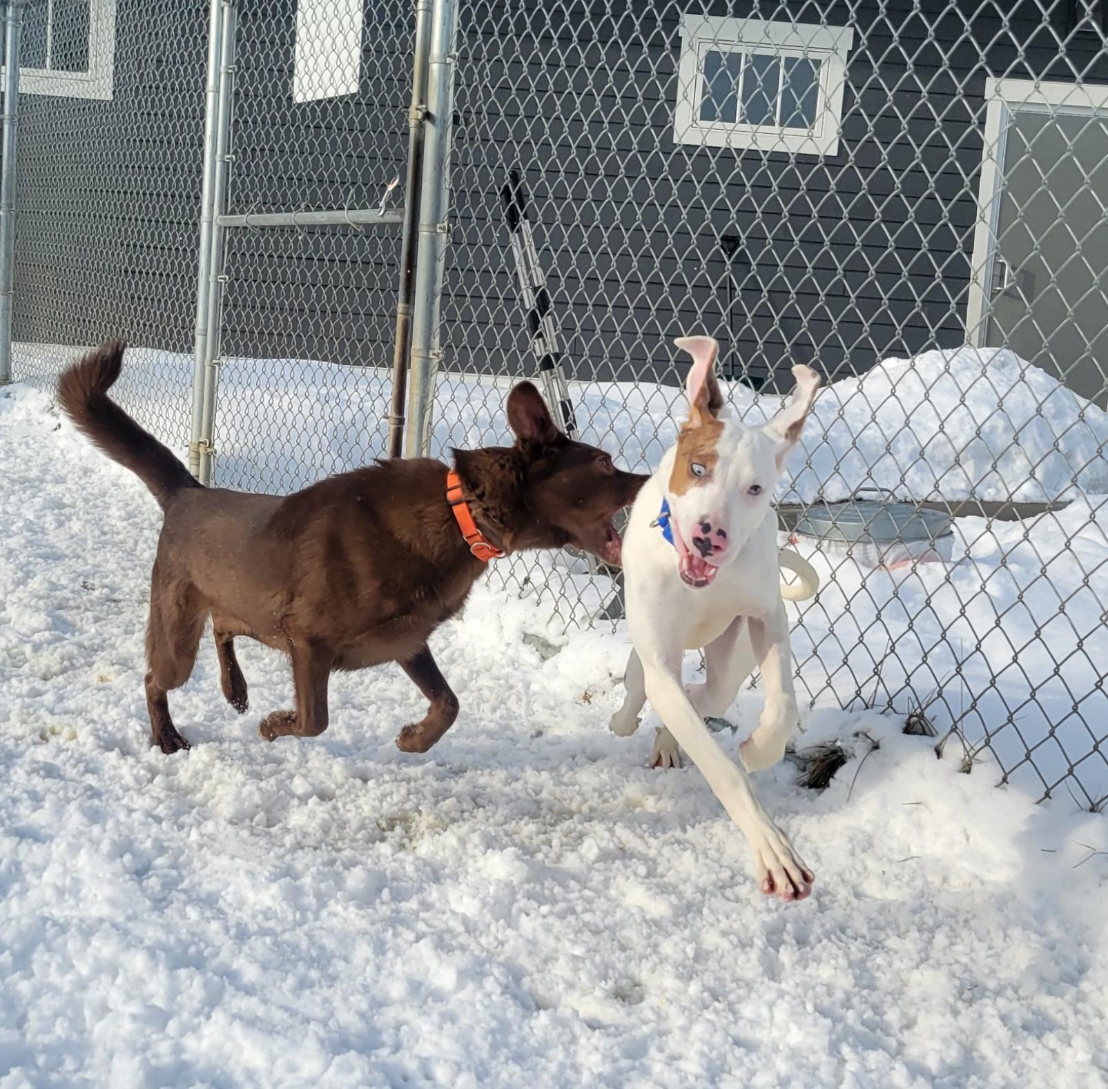 Enlarge Ronald , a ADOPTABLE Mixed Breed in Cooperstown, NY image 3/6