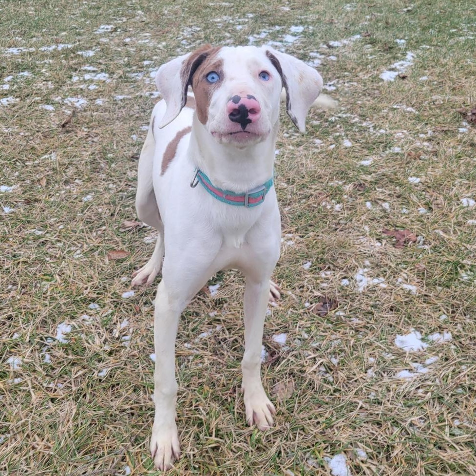 Enlarge Ronald , a ADOPTABLE Mixed Breed in Cooperstown, NY image 2/6