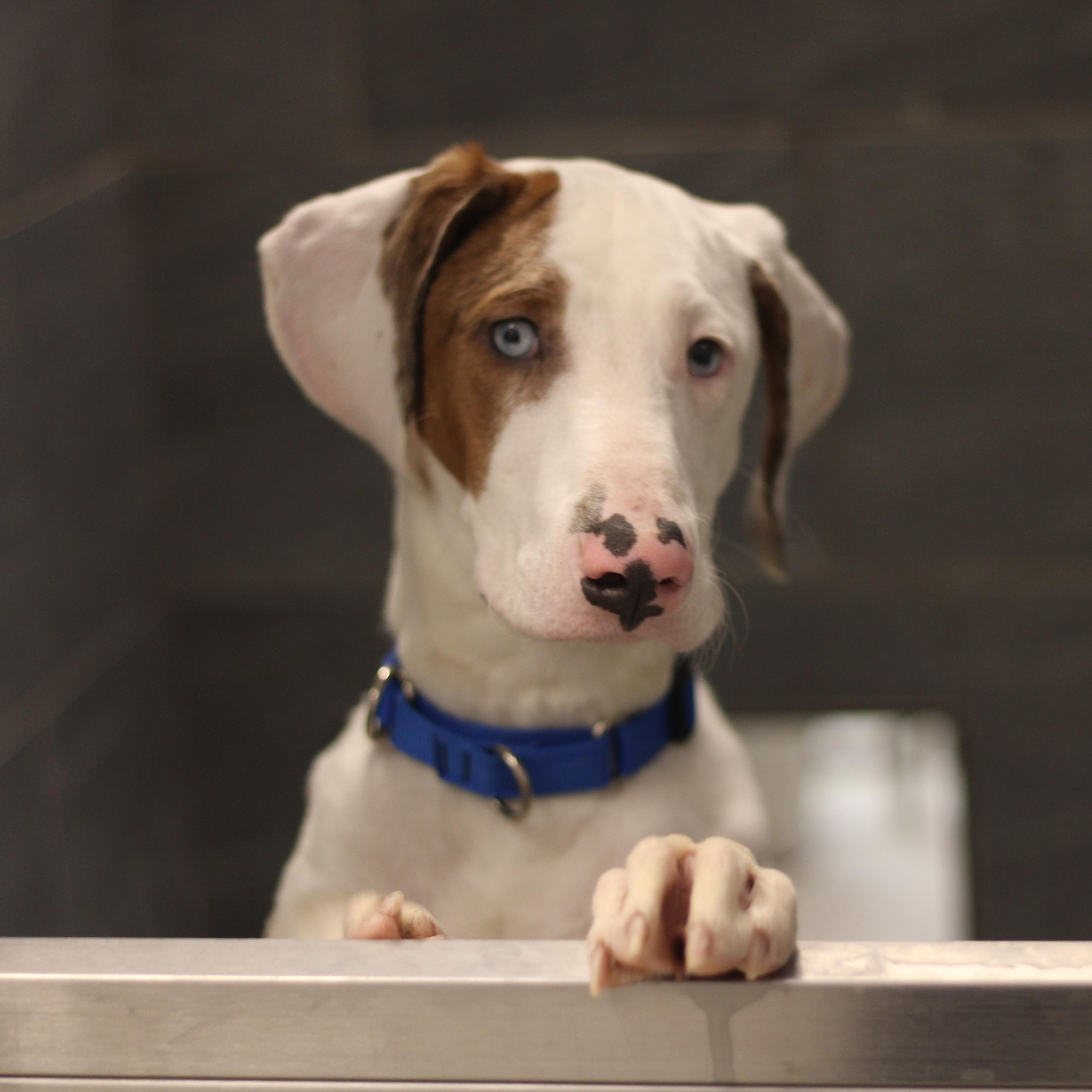 Enlarge Ronald , a ADOPTABLE Mixed Breed in Cooperstown, NY image 5/6