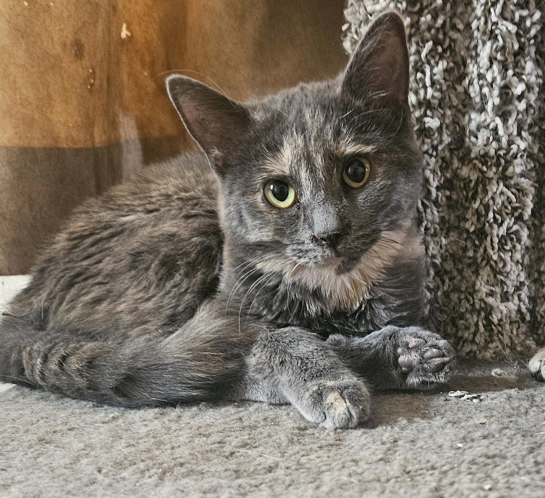 Sophia , an adopted mixed breed in Youngtown, AZ image 2/2