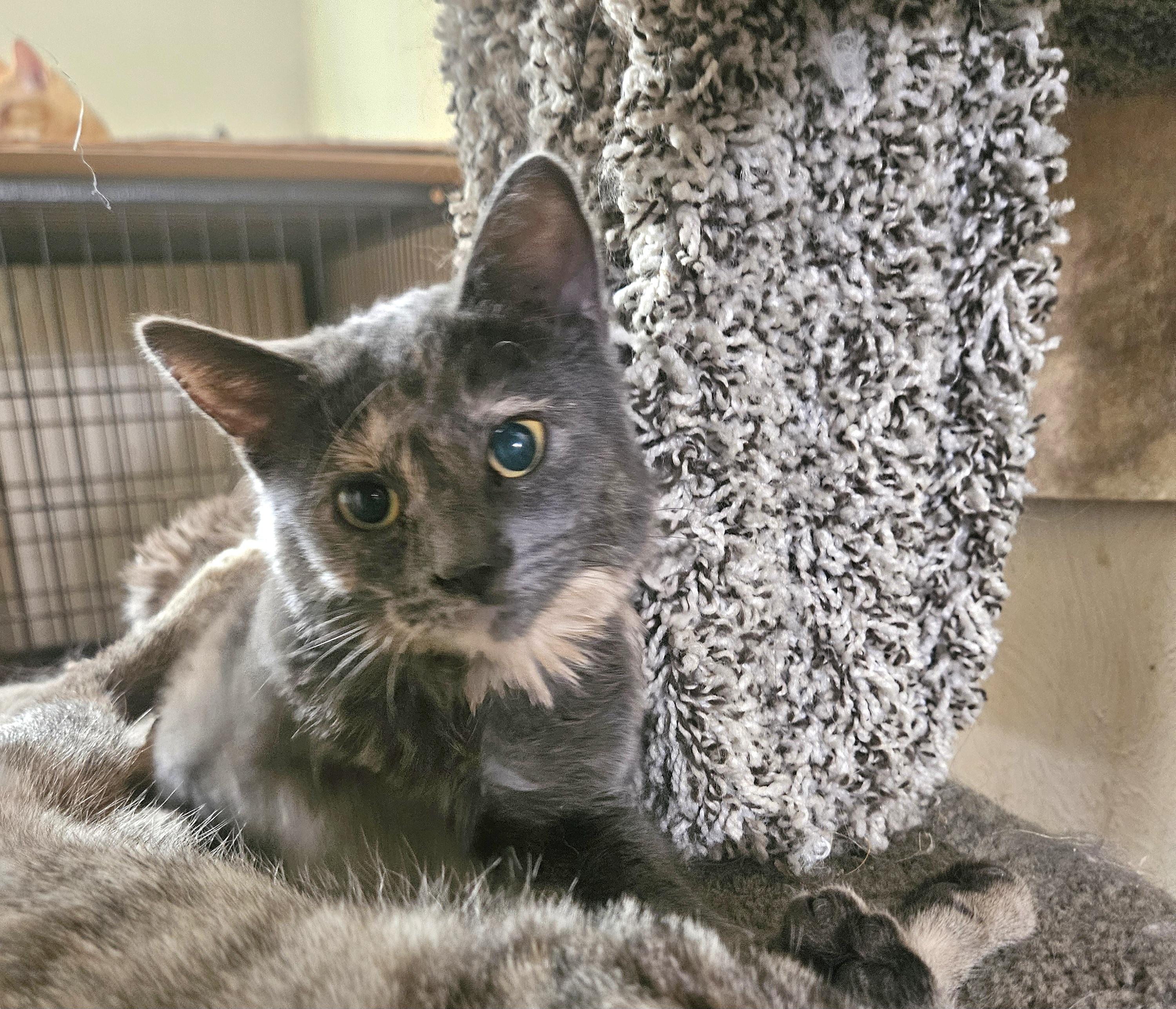 Sophia , an adopted mixed breed in Youngtown, AZ image 1/2