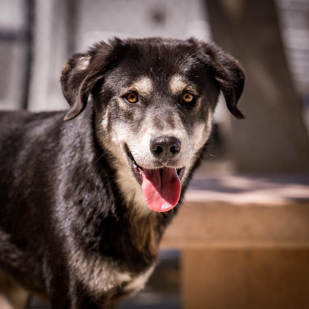 Braxton, Adoptable, Young Male Shepherd & Husky.