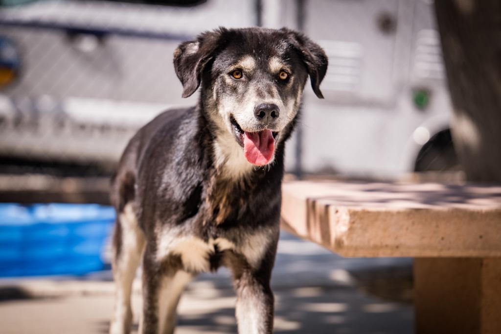 Enlarge Braxton, a Adoptable mixed breed in Twentynine Palms, CA image 2/4