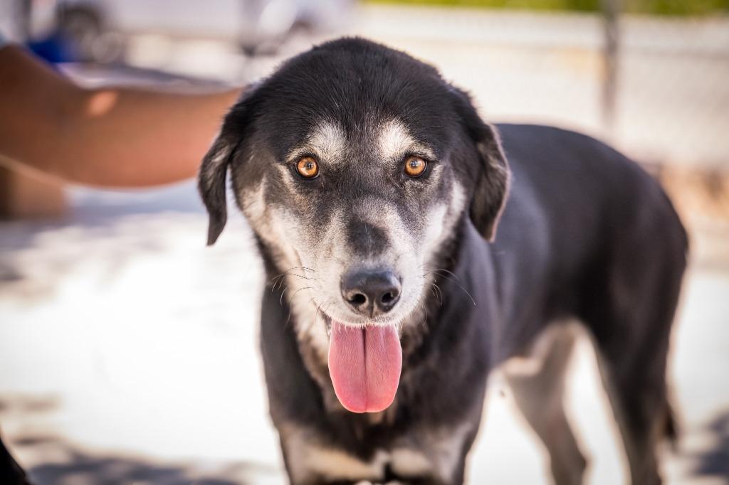 Enlarge Braxton, a Adoptable mixed breed in Twentynine Palms, CA image 3/4