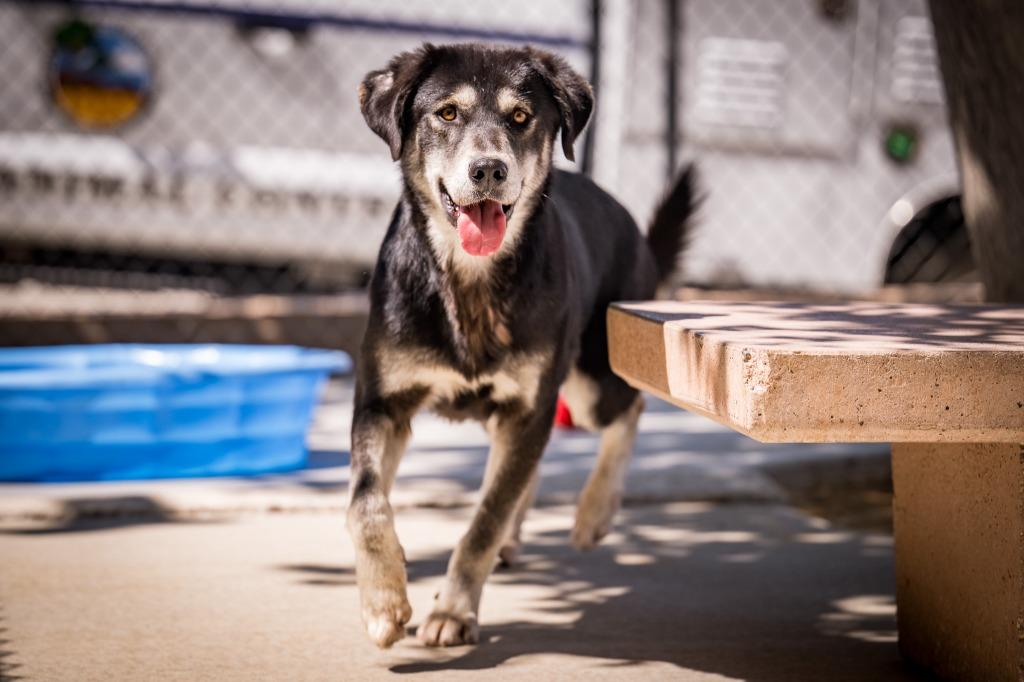 Enlarge Braxton, a Adoptable mixed breed in Twentynine Palms, CA image 4/4