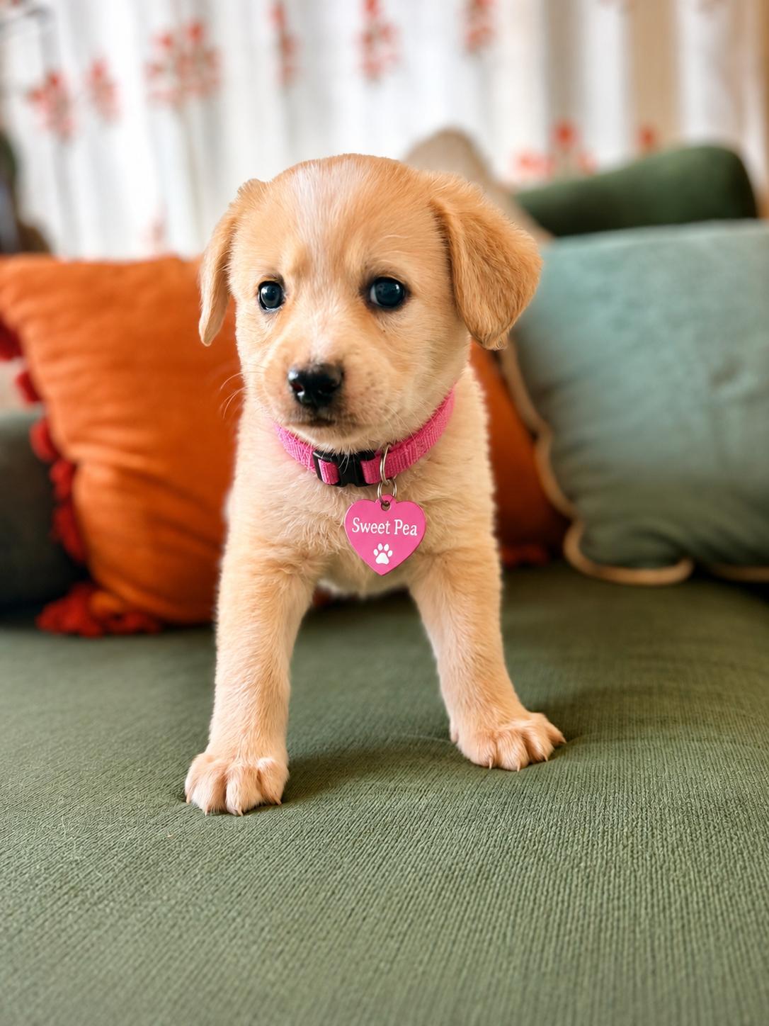 Sweet Pea, ADOPTABLE, Puppy Female Yellow Labrador Retriever.