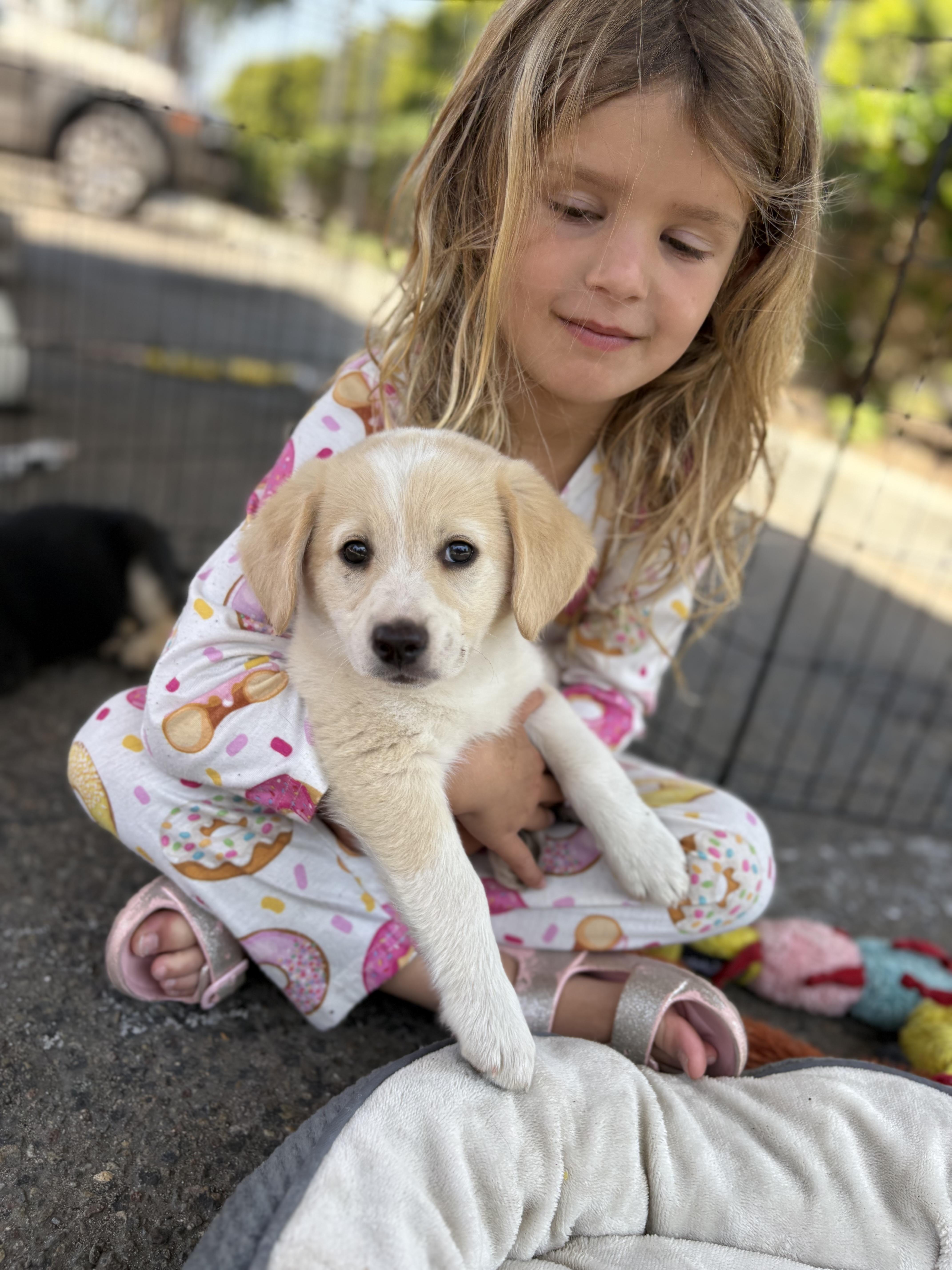 Enlarge Sweet Pea, a ADOPTABLE mixed breed in San Diego, CA image 2/3