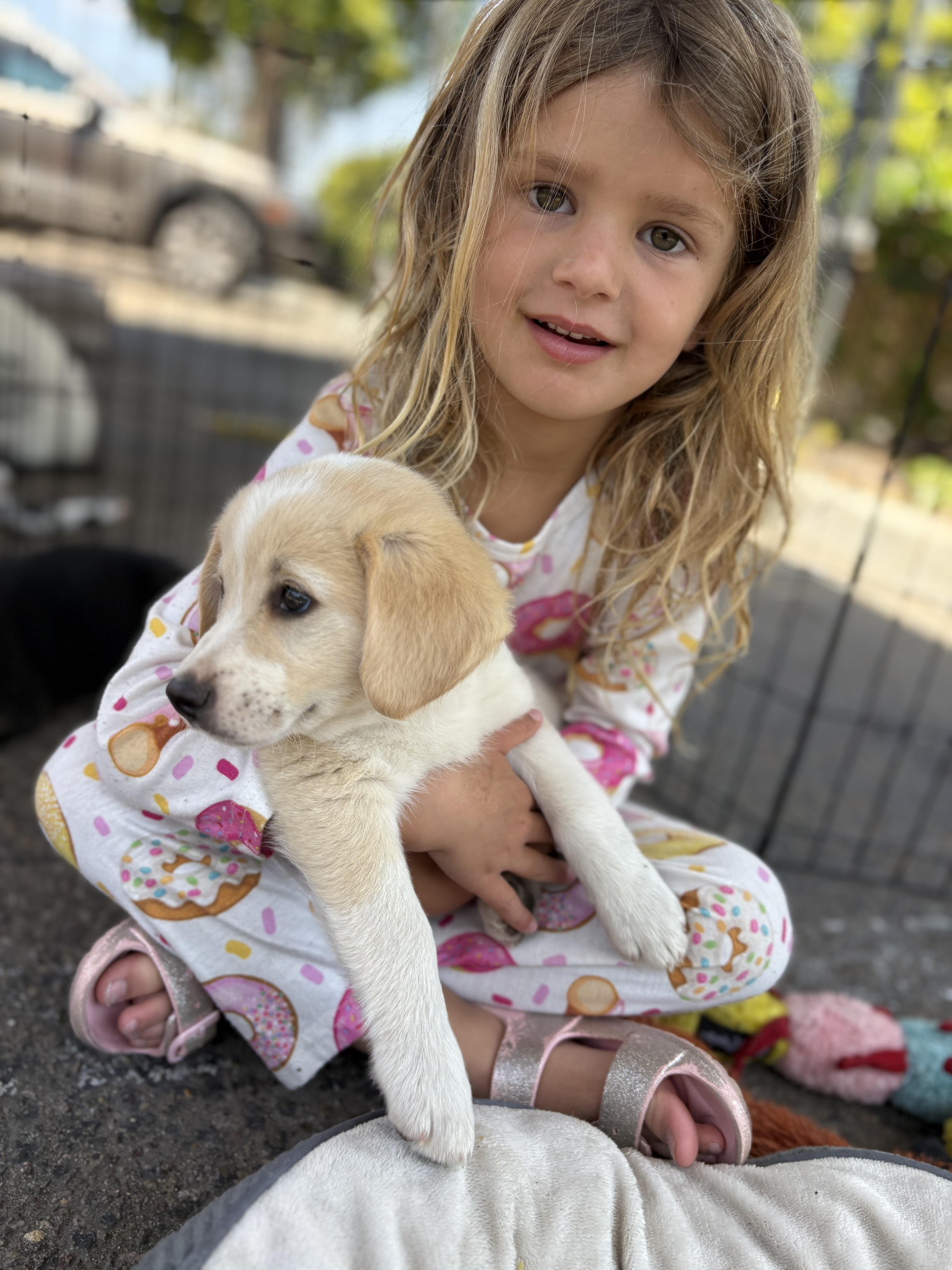 Enlarge Sweet Pea, a ADOPTABLE mixed breed in San Diego, CA image 3/3