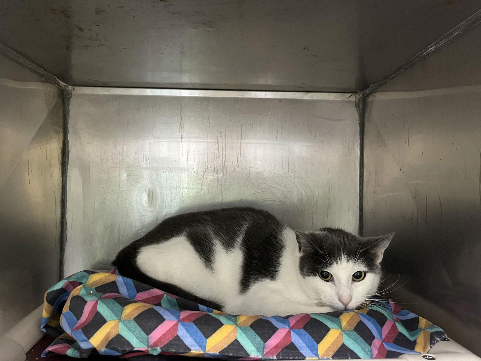 Enlarge Lloyd (female), a Adoptable Domestic Short Hair in Trenton, NJ image 1/3