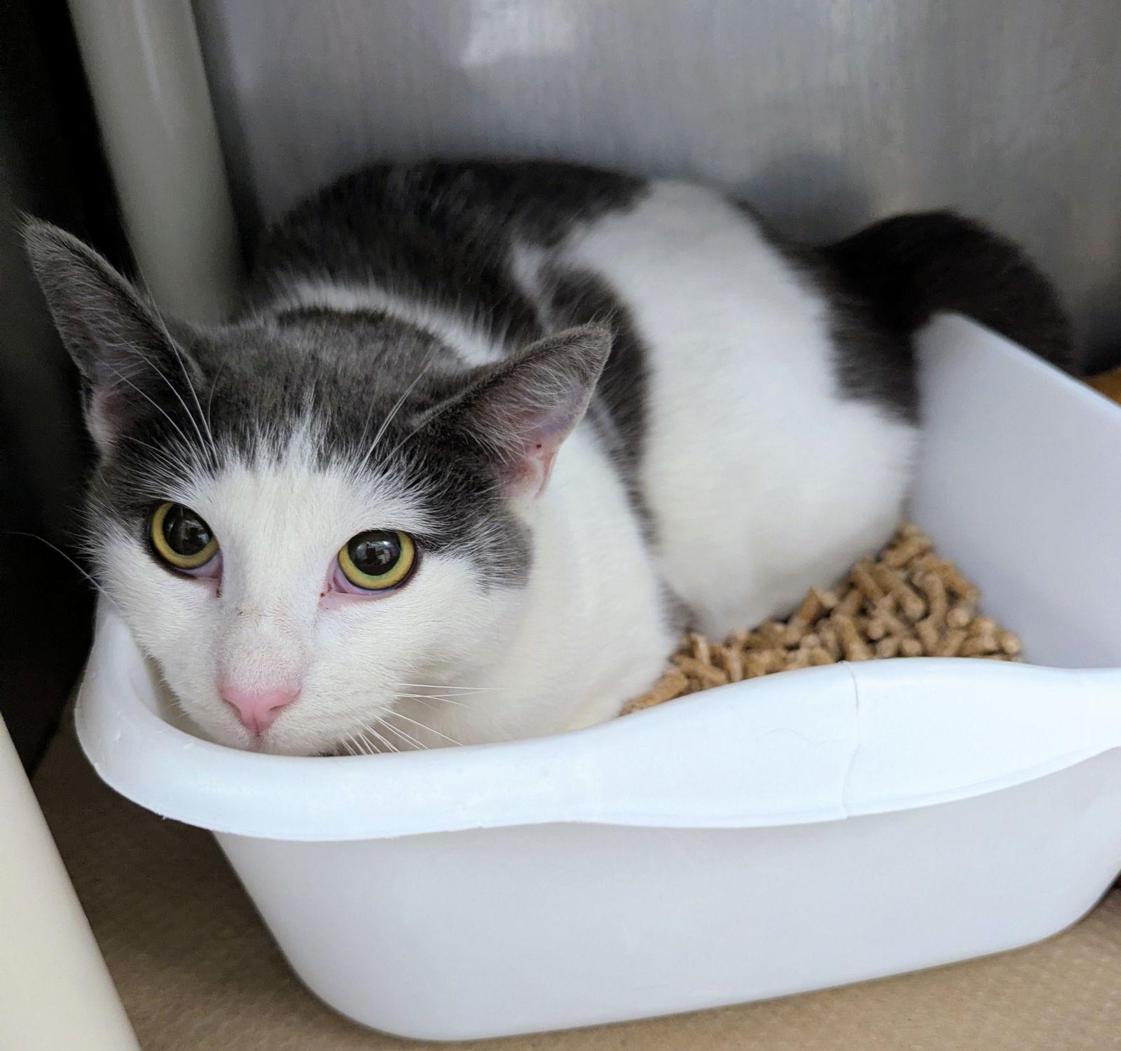 Enlarge Lloyd (female), a Adoptable Domestic Short Hair in Trenton, NJ image 2/3