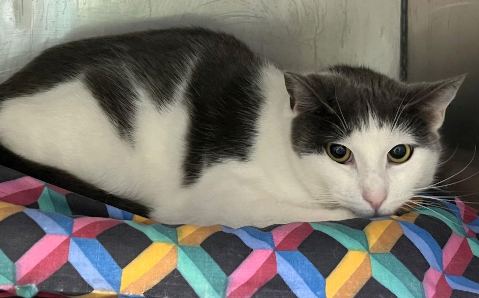 Enlarge Lloyd (female), a Adoptable Domestic Short Hair in Trenton, NJ image 3/3