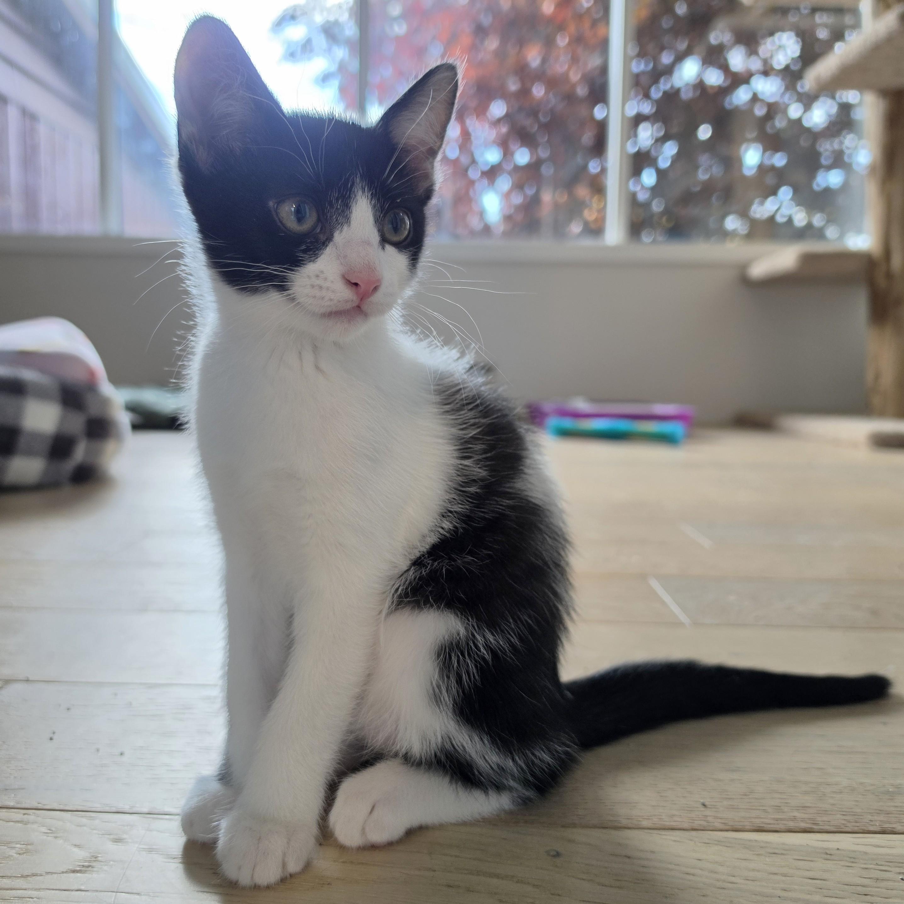 Oreo, Adopted, Kitten Female Domestic Short Hair.
