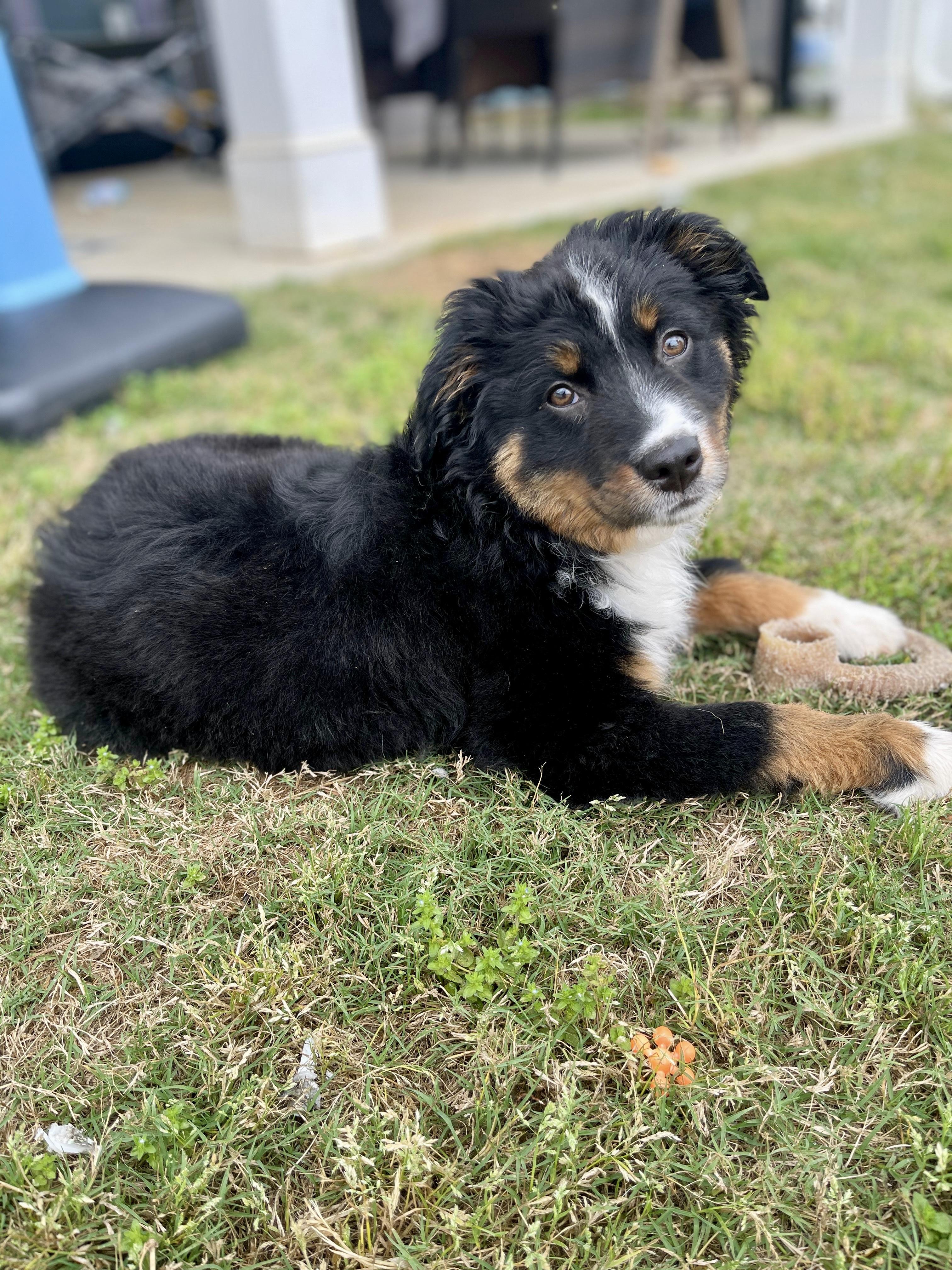 Enlarge Pesto, a Adopted mixed breed in Johns Island , SC image 1/5
