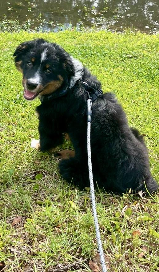 Enlarge Pesto, a Adopted mixed breed in Johns Island , SC image 2/5