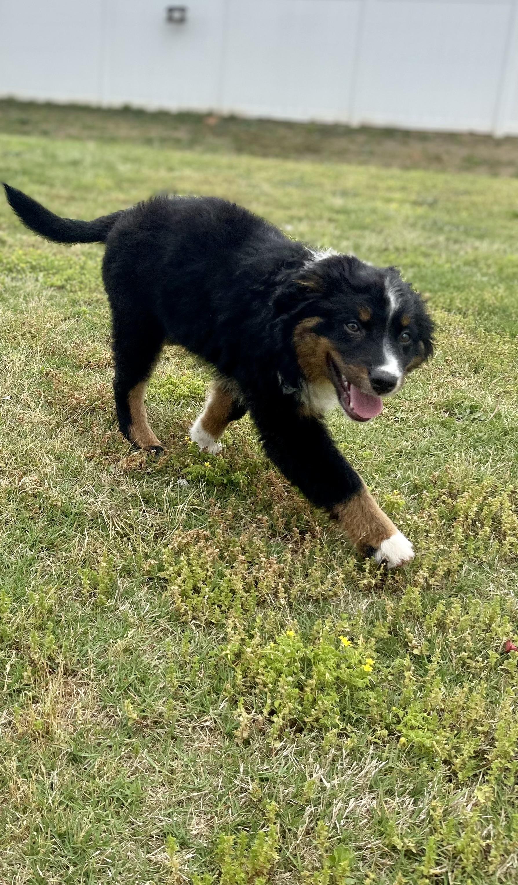 Enlarge Pesto, a Adopted mixed breed in Johns Island , SC image 3/5