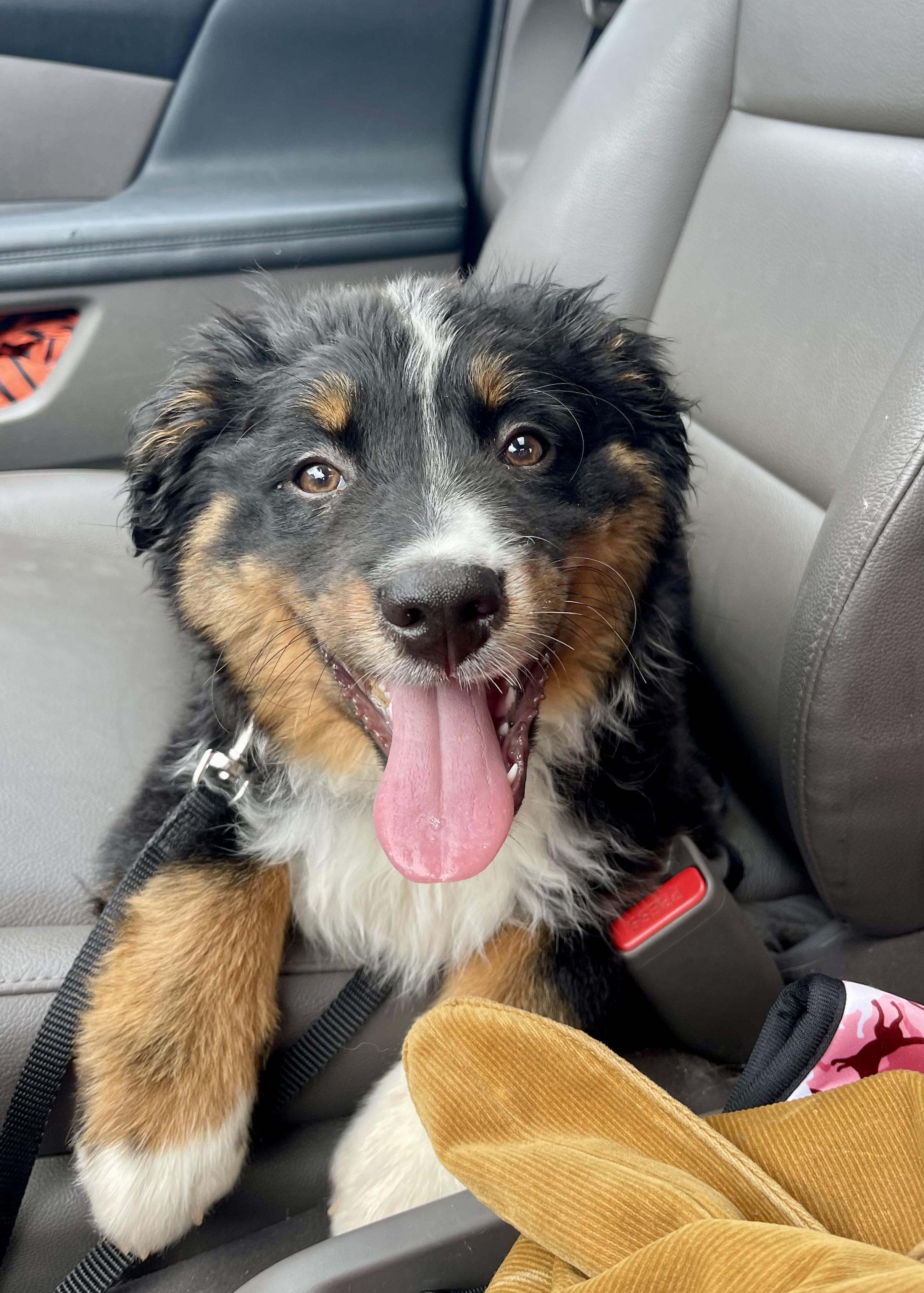 Enlarge Pesto, a Adopted mixed breed in Johns Island , SC image 4/5