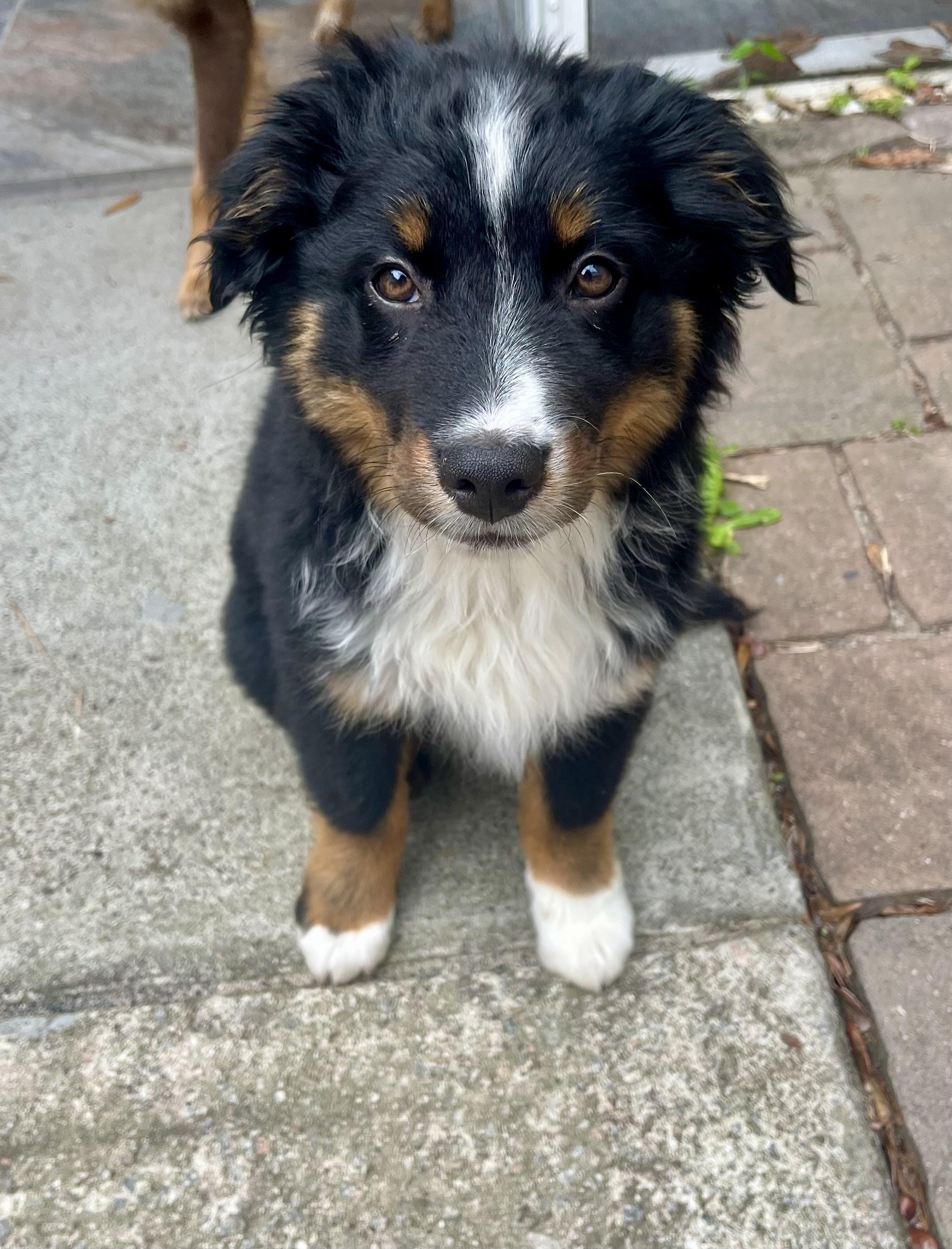 Enlarge Pesto, a Adopted mixed breed in Johns Island , SC image 5/5