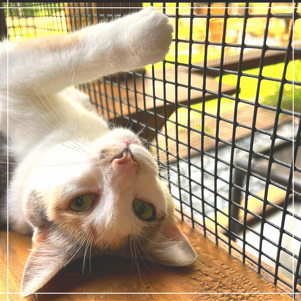 Julia — thumbnail 5