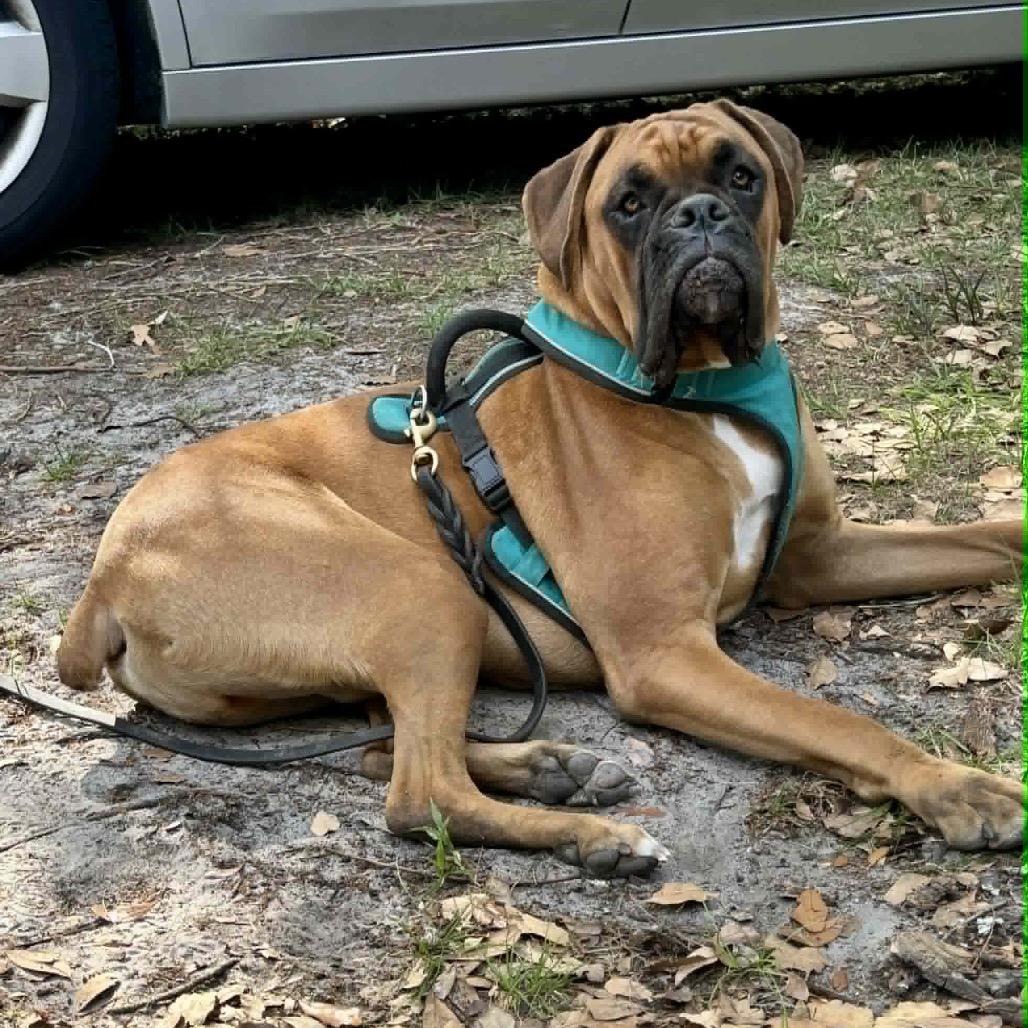 Jetty, an adopted Boxer in Tallahassee, FL image 3/5