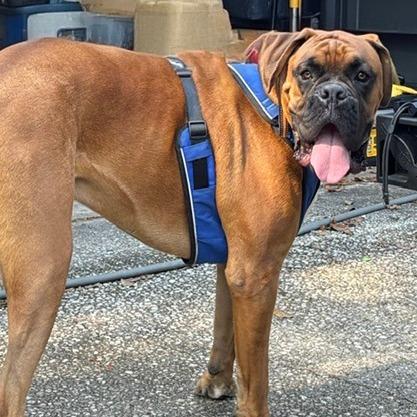 Jetty, adopted, Young Male Boxer.
