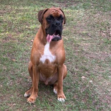 Jetty, an adopted Boxer in Tallahassee, FL image 4/5