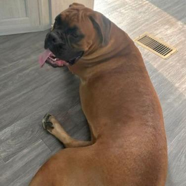 Jetty, an adopted Boxer in Tallahassee, FL image 5/5