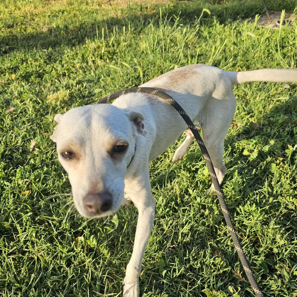 Carnelian, Adoptable, Adult Male Chihuahua.