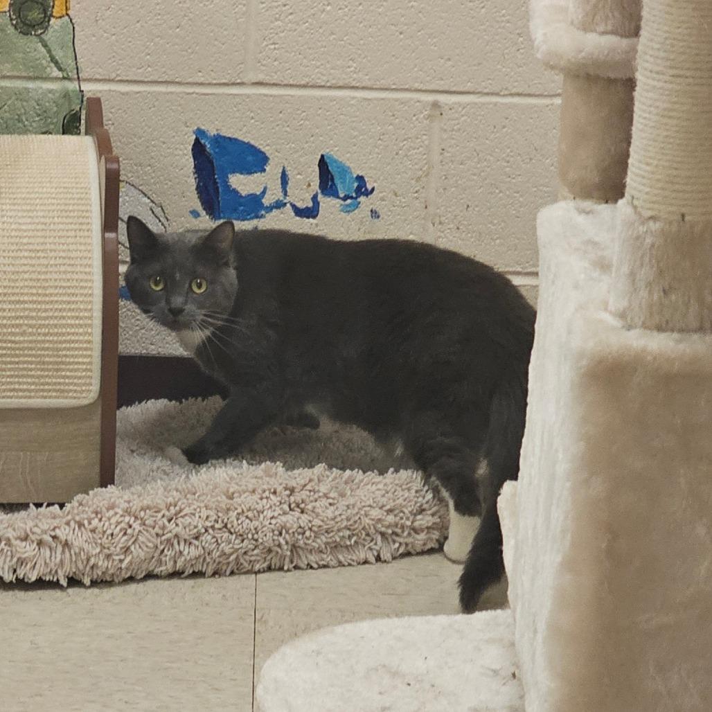 Enlarge Jinxy, a Adoptable mixed breed in Waynesboro, PA image 2/2