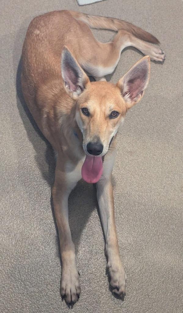 Enlarge Blair, a Adoptable mixed breed in North Syracuse, NY image 1/6