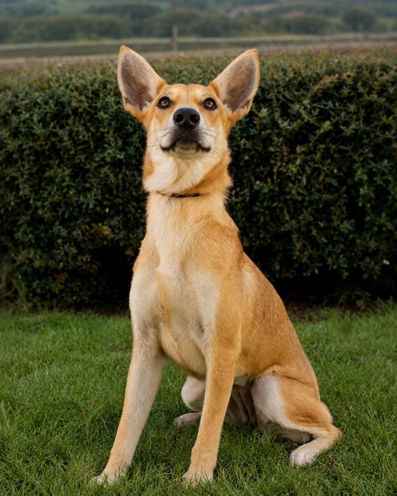 Enlarge Blair, a Adoptable mixed breed in North Syracuse, NY image 2/6