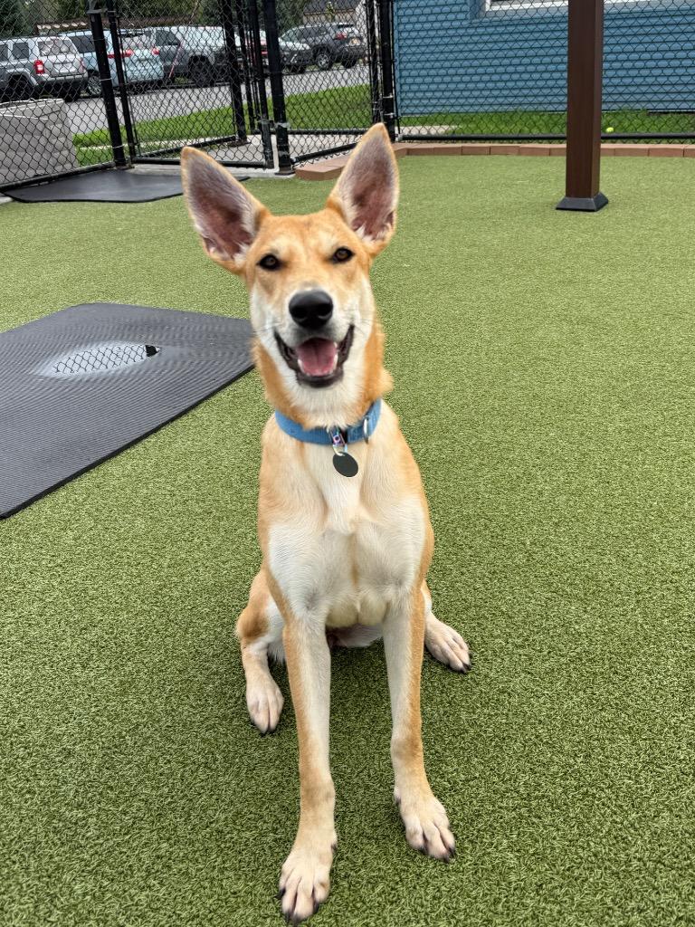 Enlarge Blair, a Adoptable mixed breed in North Syracuse, NY image 3/6