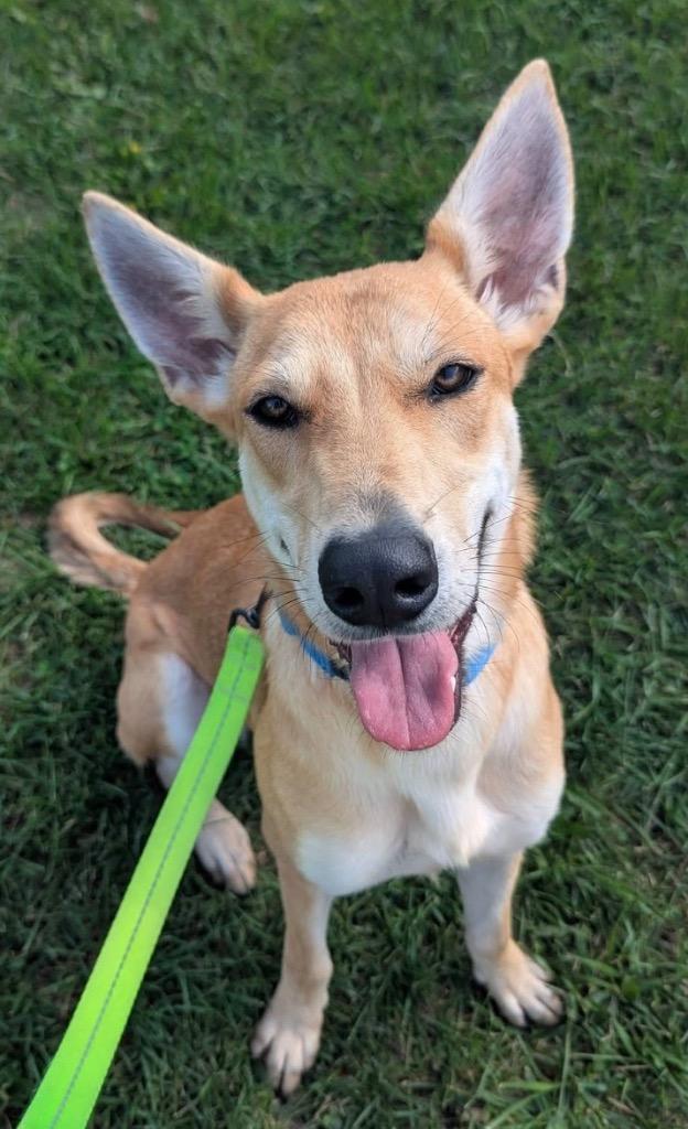 Enlarge Blair, a Adoptable mixed breed in North Syracuse, NY image 4/6