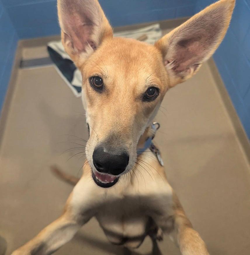 Enlarge Blair, a Adoptable mixed breed in North Syracuse, NY image 5/6