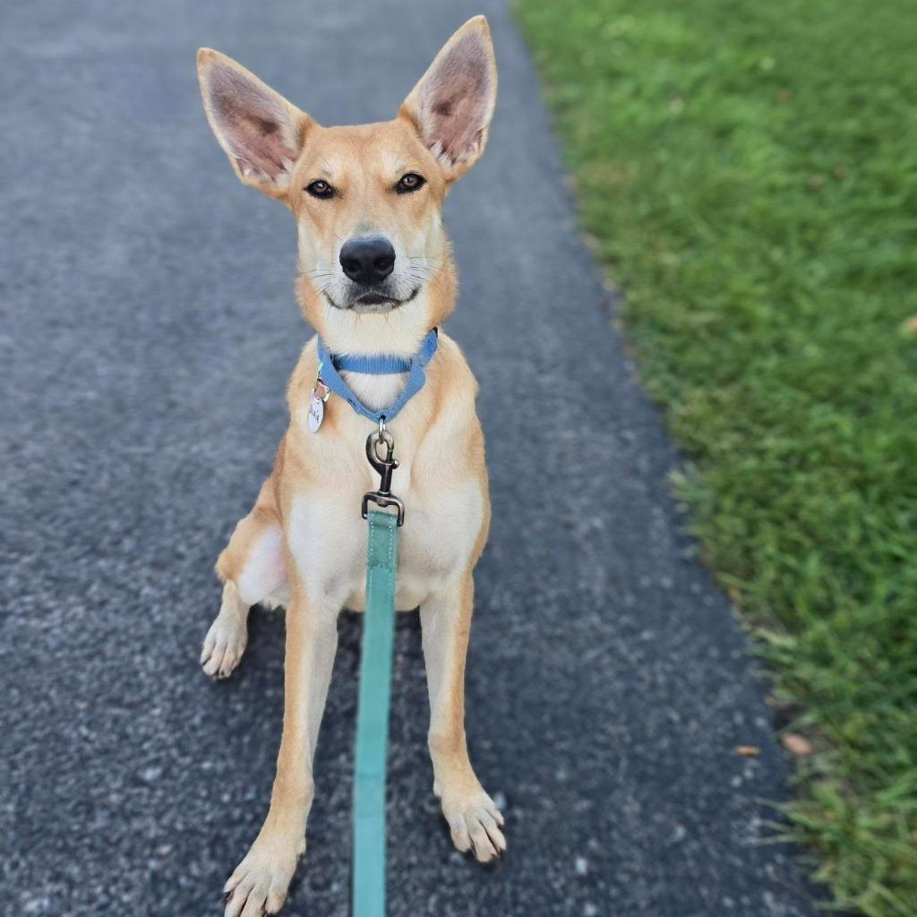 Enlarge Blair, a Adoptable mixed breed in North Syracuse, NY image 6/6