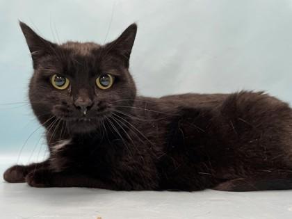 Sadie, a Adoptable mixed breed in Coon Rapids, MN image 1/2