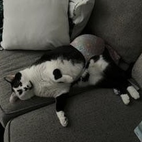 Bowie, a Adoptable Domestic Short Hair in Sanford, NC image 5/6