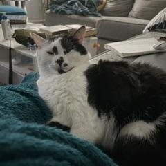 Bowie, a Adoptable Domestic Short Hair in Sanford, NC image 3/6