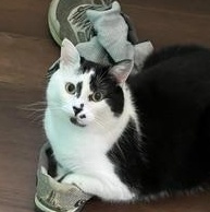 Bowie, a Adoptable Domestic Short Hair in Sanford, NC image 2/6