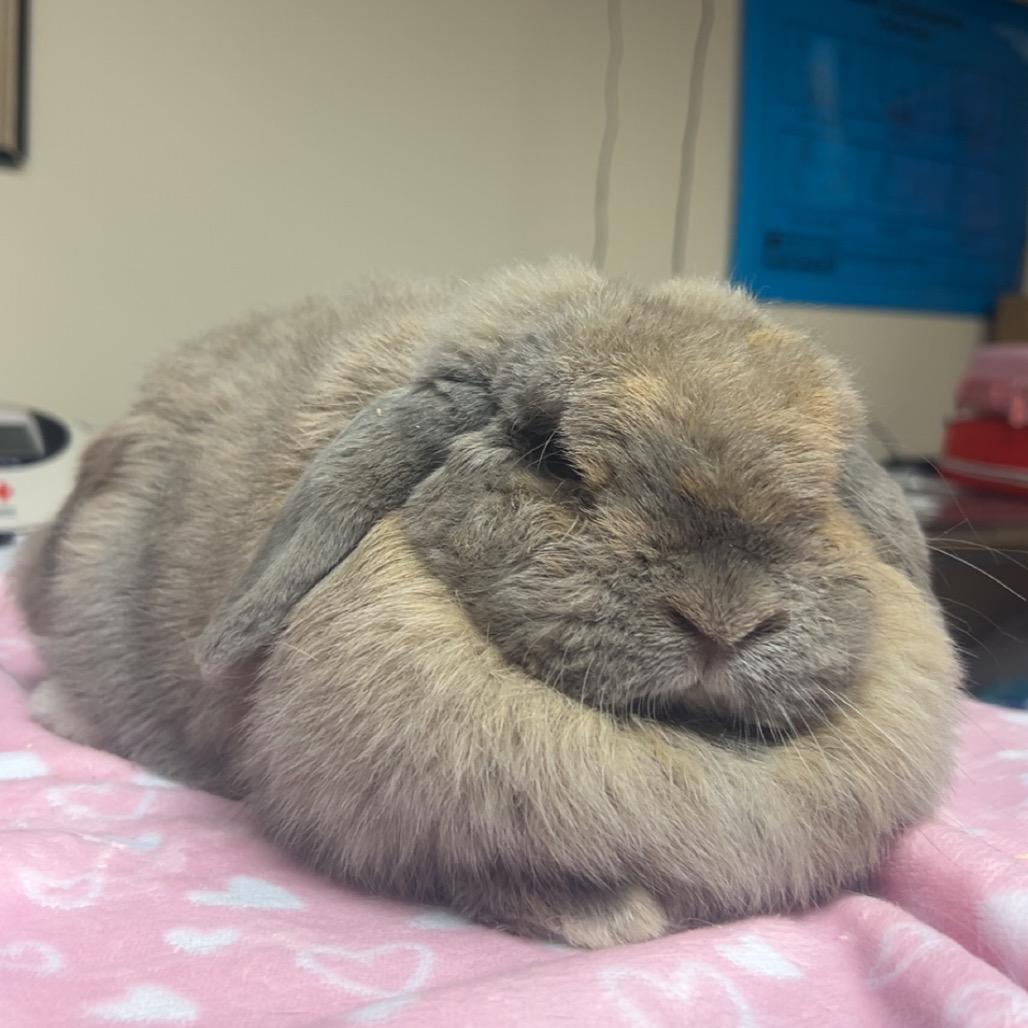 Enlarge Aurora, a Adoptable Holland Lop in Gansevoort, NY image 1/1