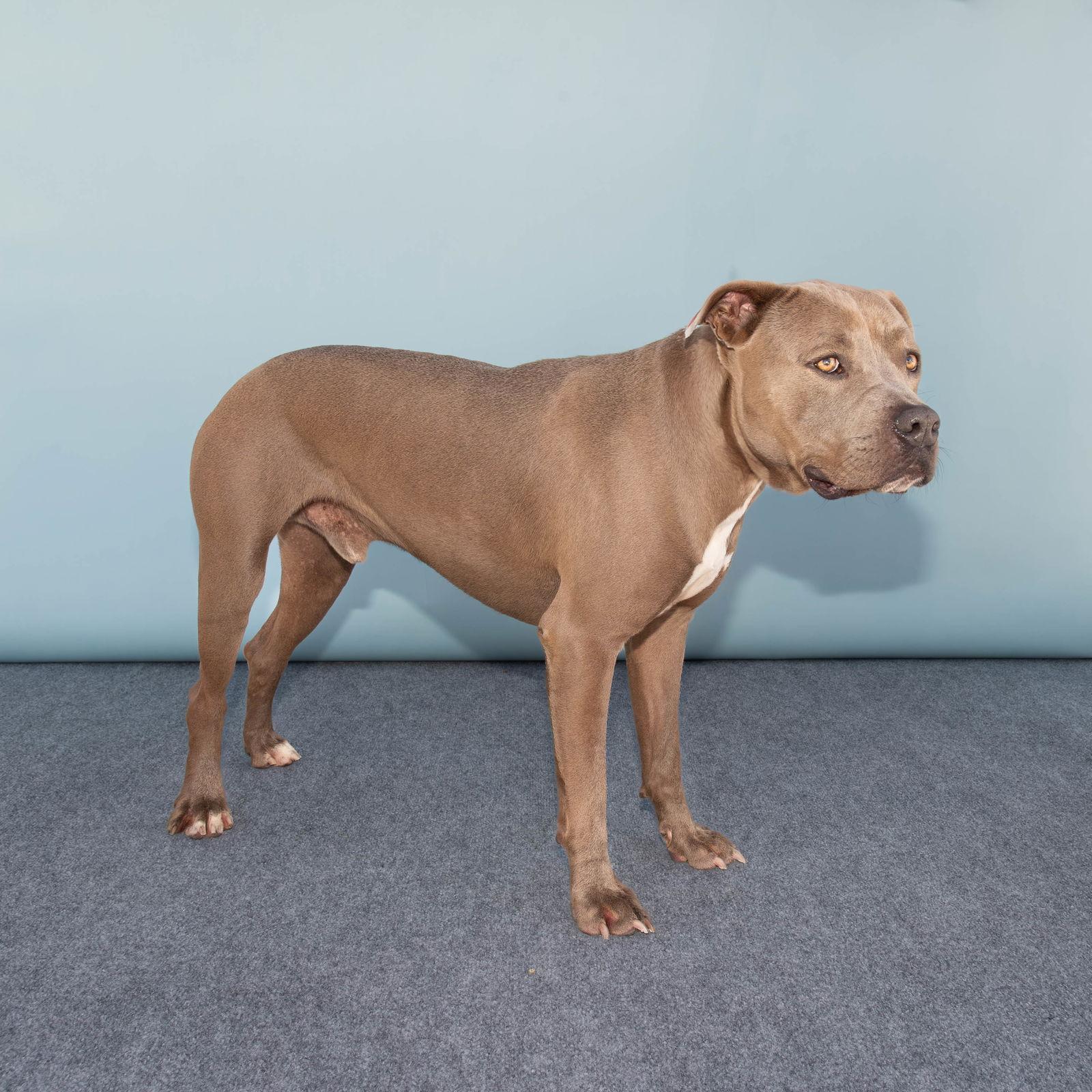 STEVE, Adoptable, Adult Male Pit Bull Terrier.