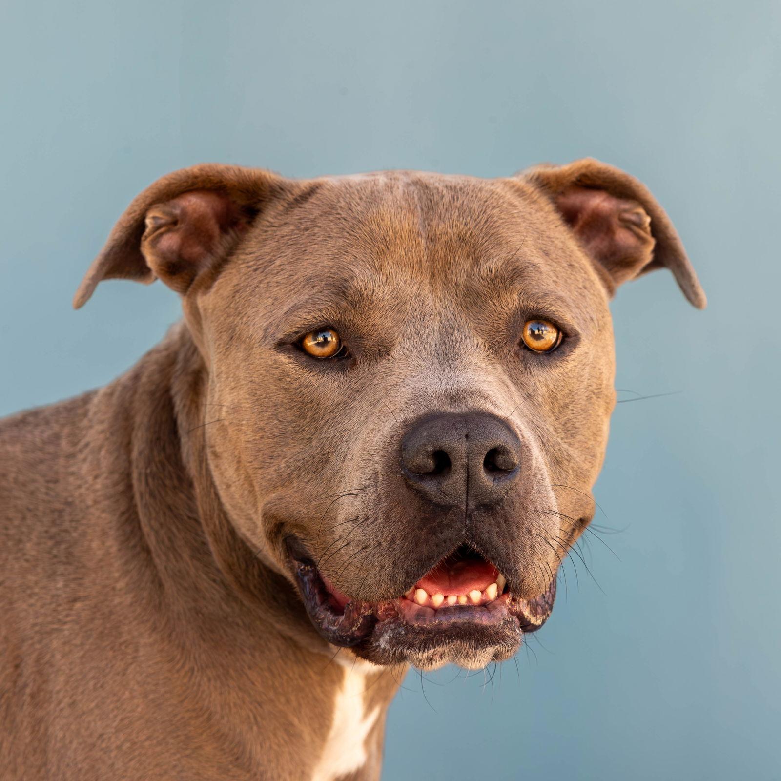 Enlarge STEVE, a Adoptable Pit Bull Terrier in Pasadena, CA image 2/2