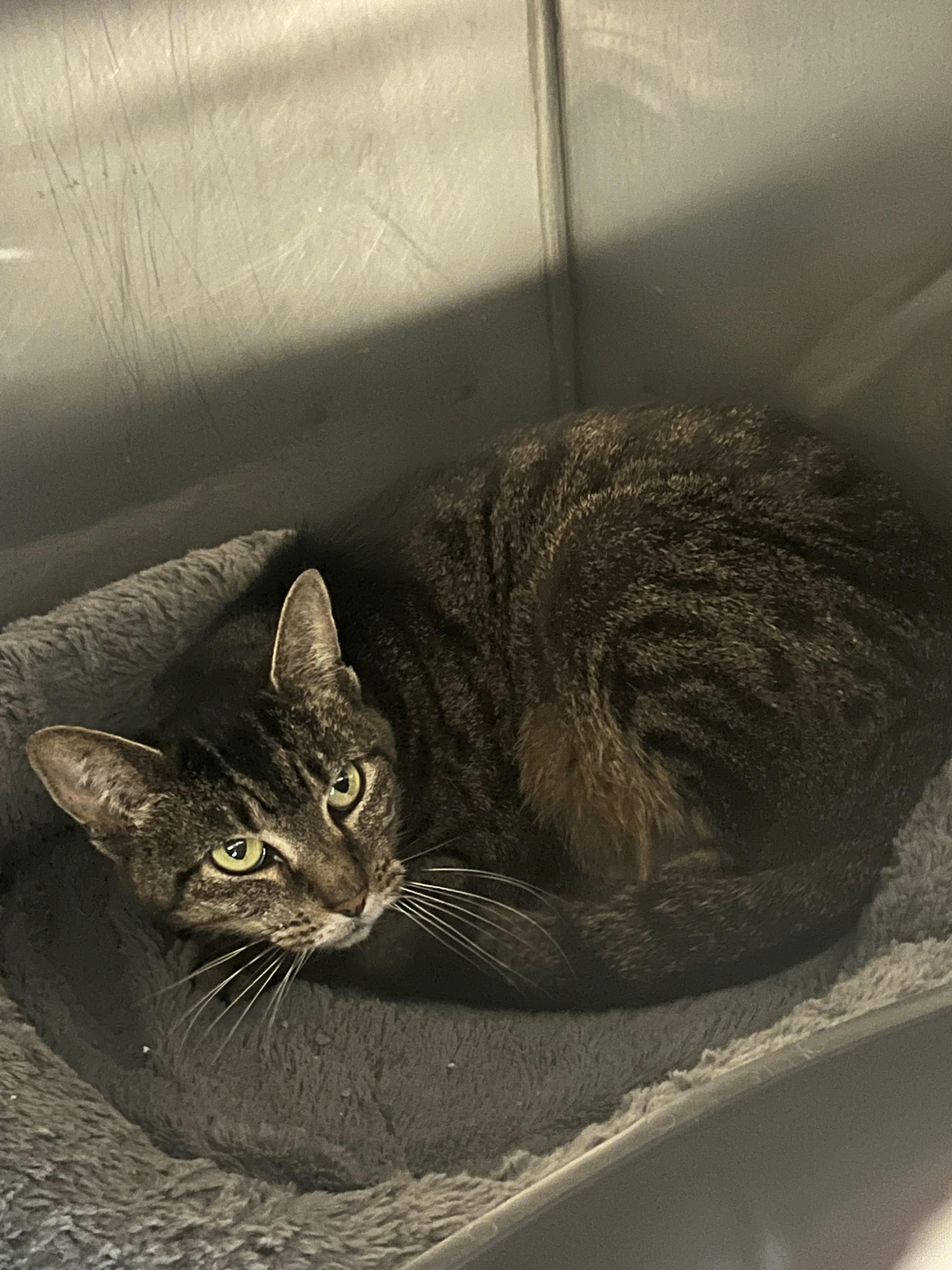 Rihanna, Adoptable, Adult Female Domestic Short Hair.